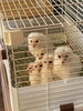 皆んなの幸せを祈ってます「メンフクロウヒナ完売しました！」