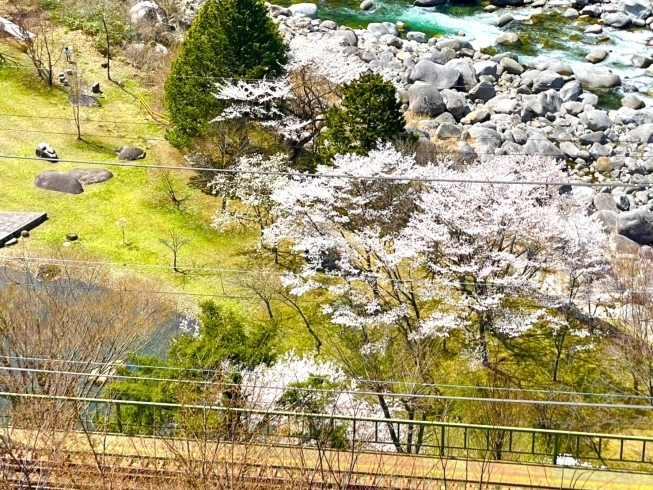 「寝覚の床周辺の桜は満開で今が見頃です！【長野県木曽郡上松町　絶景テラスでランチが食べられるドライブイン！お土産】」