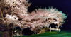 「義仲橋の桜今が見頃ライトアップ中！【木曽・上伊那の情報発信　ポータルサイト】」