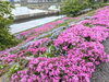 「【西条市 禎瑞】禎瑞(ていずい)の芝桜が今年も咲き始めました♪(2023年4月6日)」