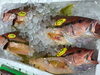 「魚魚市場鮮魚コーナーおすすめは「シマイサキ」です♪」