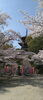 清水寺　桜　花見写真「５月５日のゴミゼロ活動参加者募集中♪」