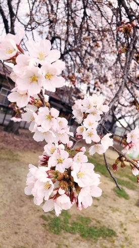 桜が綺麗「桜も早くて満開❁⃘*.ﾟ リンパトリートメント店 妃～プリンセス～ です」