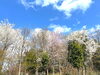 常磐の杜販売センター隣の景観です。「季節毎に変わる景観が楽しめる分譲地「常磐の杜」」