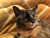 うちの猫が妊娠しました「【島根県浮気調査】あおぞらリサーチの不倫調査に対する心構え」
