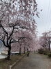 「お花見」