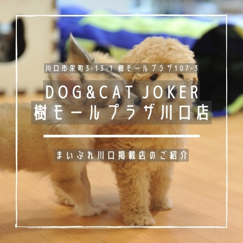 「DOG&CAT JOKER樹モールプラザ川口店【まいぷれ川口掲載店のご紹介】」
