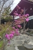 濃いピンクが鮮やかです！「温泉のつつじ開花宣言！」