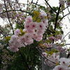 八重桜「その後の桜の様子！　★英会話と体操のコラボ教室（堀切、お花茶屋、綾瀬、亀有、小菅）」