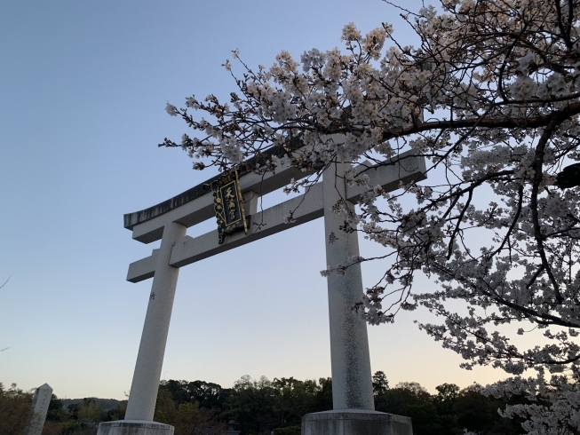 「長岡天満宮の夜桜見物に行きました。」