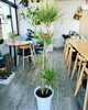 「観葉植物入荷しました」