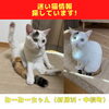 「迷い猫を探しています【新居浜市中萩町】」