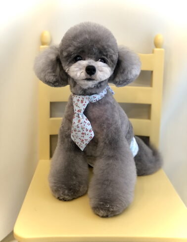 ここくん「春です&予約状況(サロン・ホテル)」