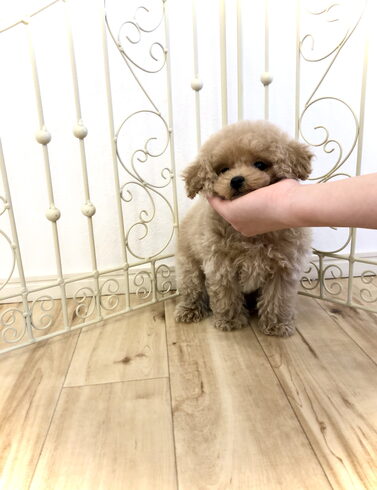ぱぱ&まま募集「 きんかん 」くん♡「ぱぱ&まま募集です♡」