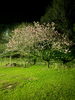 今年最後の夜桜「三桜電気《電化・リフォーム事業部　お便り其の二十二》【宮崎・オール電化】」