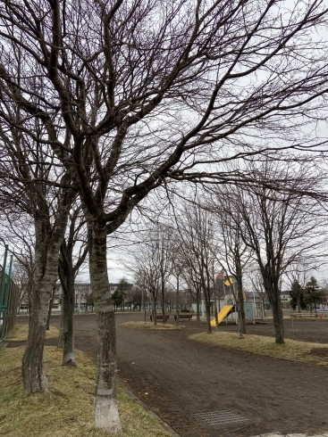 「【定点測定】苫小牧市立美園小学校周辺の桜開花状況、見頃の情報」