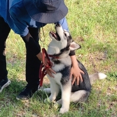 シベリアンハスキーのもこちゃん、オーナーさんとレッスン☆