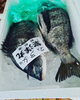 人気のクロダイ「愛くるしい魚達^_^」