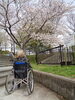 「❀桜満開❀春が来た(o^―^o)」