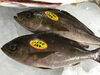 「魚魚市場鮮魚コーナーおすすめは「イサキ・ヒラアジ」です♪」