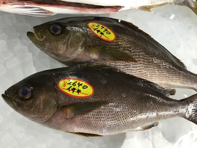 「魚魚市場鮮魚コーナーおすすめは「イサキ・ヒラアジ」です♪」