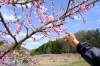 桃の花を指さしながら説明してくださいました「【ふるさと納税】返礼品の取材で、草間の生産者さんに伺いました！」