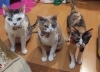 勢ぞろい「【社員自宅からこんにゃちは】猫（デヴォンレックス）@竹田建設」