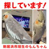 「迷いインコを探しています【新居浜市垣生】」