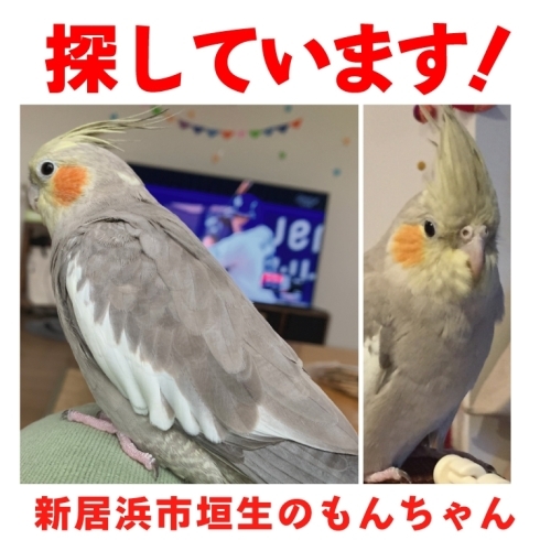 「迷いインコを探しています【新居浜市垣生】」