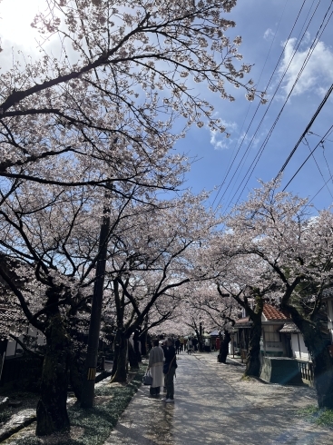 新庄村のがいせん桜「ゴールデンウィーク営業日のお知らせ」