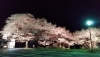 「義仲橋の桜満開！今が見頃ライトアップ中！【木曽・上伊那の情報発信　ポータルサイト】」