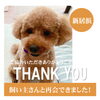 「【無事見つかりました！】新居浜市桜木町にて行方不明になっていたワンちゃん。飼い主さんと再会できました！」