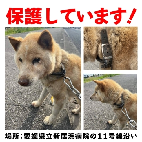 「迷い犬を保護しています【新居浜市本郷付近】」