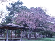 桜の季節となりました～開花状況観てある記