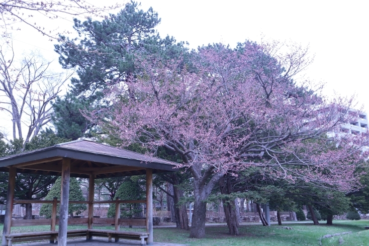 ❶円山公園・坂下野球場の桜「桜の季節となりました～開花状況観てある記」