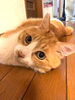 《体験受講生様の作品》其の一：ご持参の愛猫写真「【猫の絵】【うちのこの絵】【色鉛筆】猫絵師 目羅健嗣の猫の絵を描く教室【体験】【初心者】【親子様】」