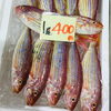「魚魚市場鮮魚コーナーおすすめは「天然本マグロ」です♪」