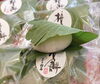 こし餡おいしいですよ！「柏餅できました」