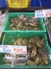「本日入荷しました！九十九里産岩ガキ　一ノ宮産は今年最後のお宝　【八千代店３号】」