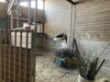 厚みが増して立派な巣に！「巣作り頑張ってます！」