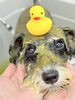 優しく丁寧なトリミングで犬もリラックス「MAHANA Dog Salonで安心感を」