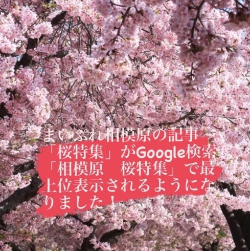 桜特集記事「まいぷれ相模原の記事「桜特集」がGoogle検索でTOP表示に！　ローカル検索で圧倒的に強みを発揮します（SEO、MEO）」