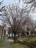 「桜咲く？！」
