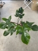 「今日の植物」