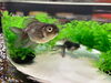 金魚「アートアクアリウム展さいたま開催中/アクアリウムのアクアデザインブルース/人気のイベント/さいたまスーパーアリーナ/」