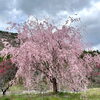 「道の駅木曽福島『一本桜』が見頃です！」