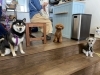 柴犬のすみちゃんとトイプードルの丸くんとエマ店長「大人気の野生鹿とフード☆ご試食レポート」