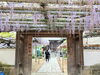「【西条市 喜多川】禎祥寺（観音堂）の藤が咲いています！（2023年4月19日撮影）」