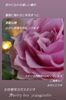 ✧*。スタジオ内階段入口に咲く薔薇✧*。「金環皆既日食・新月・浄化・薔薇・バワースポット・【福島市のヨガスタジオ/プライベートレッスンあり】」