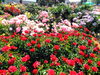 バラの花「債務整理の話②」